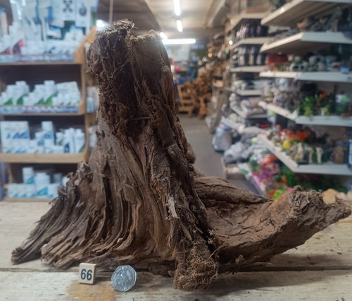 Medium natural bogwood - medium,