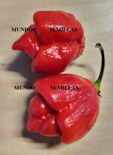 Trinidad moruga scorpion - moruga,