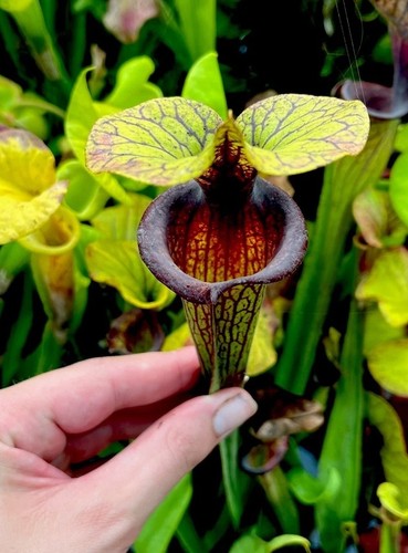 Sarracenia flava var - flava, ornata
