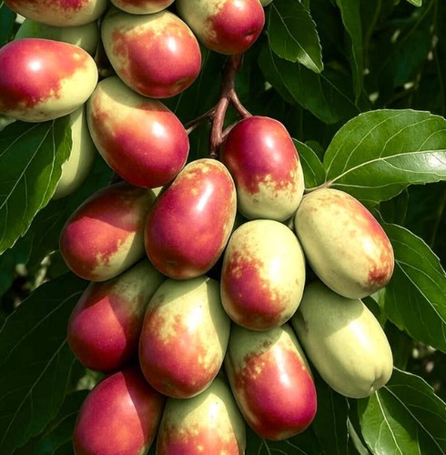 Ziziphus jujuba 120cm - ziziphus, 80-120cm