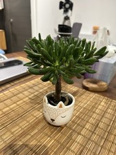 Jade Plant (Crassula ovata)