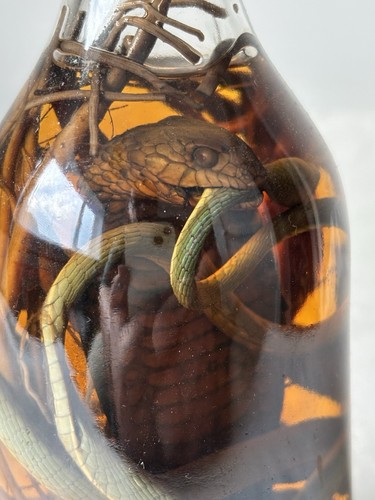 Vintage cobra snake with - vintage,