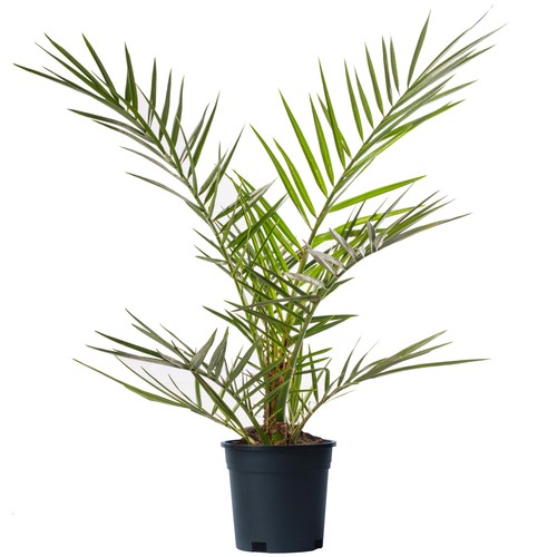 Phoenix canariensis tree rare - phoenix,