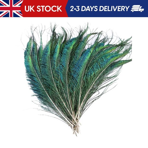 Pcs peacock sword feathers - 40,