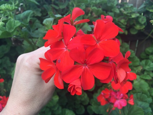 Orange red pelargonium - red,