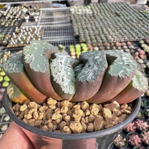 8cm succulent plant haworthia - 8cm,