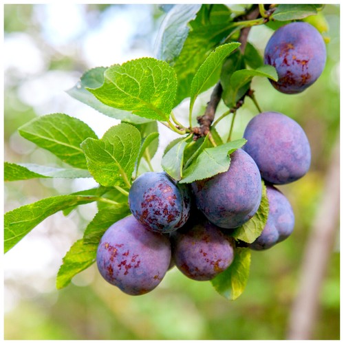 Plum reine claude - plum,