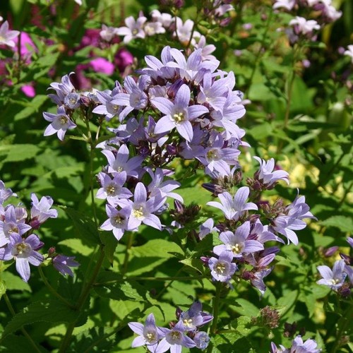 Campanula lactiflora loddon - campanula,