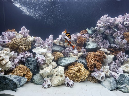 Aquarium rock fish tank - fish,