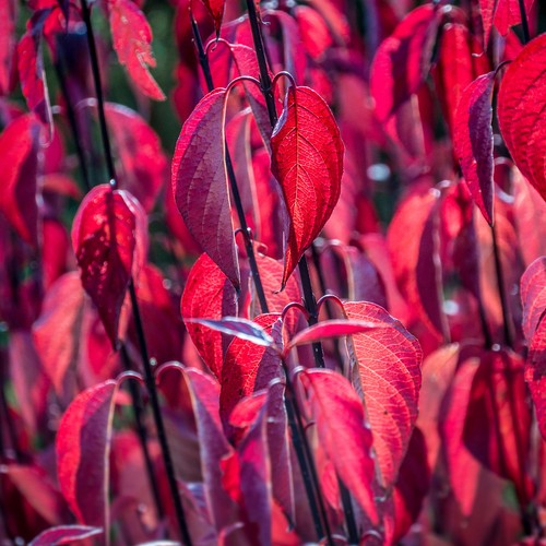 Cornus alba kesselringii - cornus,