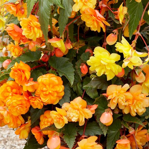 Begonia lemon apricot - 10,