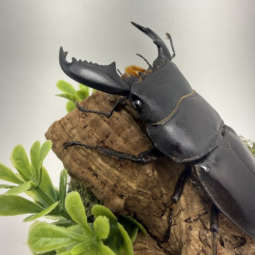 Dorcus titanus stag beetle - titanus,