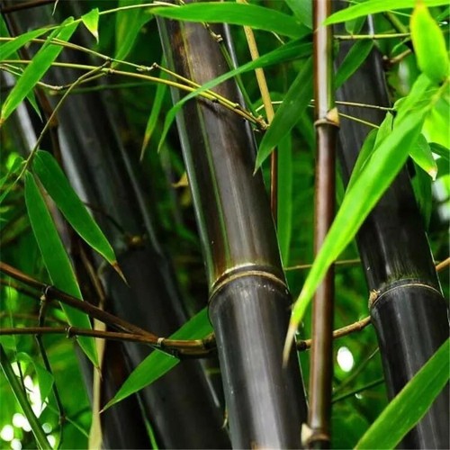 Black bamboo seeds - 50,