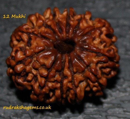 Nepalese twelve barah mukhi - barah,