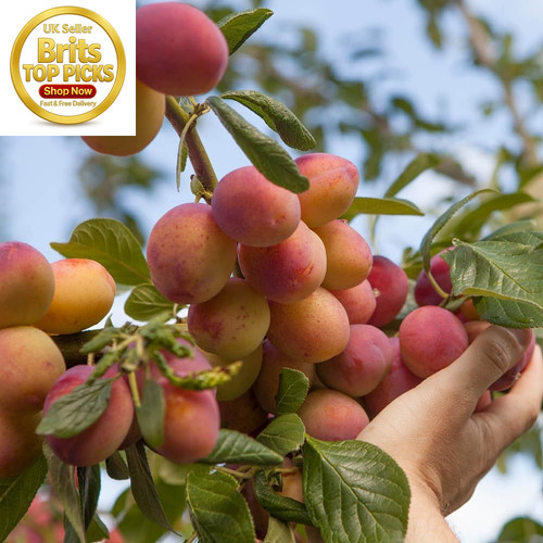 Mini orchard fruit trees - mini,