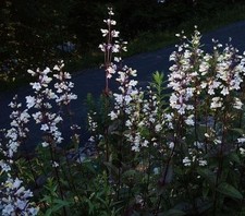 Penstemon Huskers Red - ex 9cm