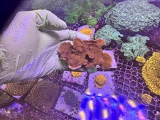 Red Plating Montipora Unmounted