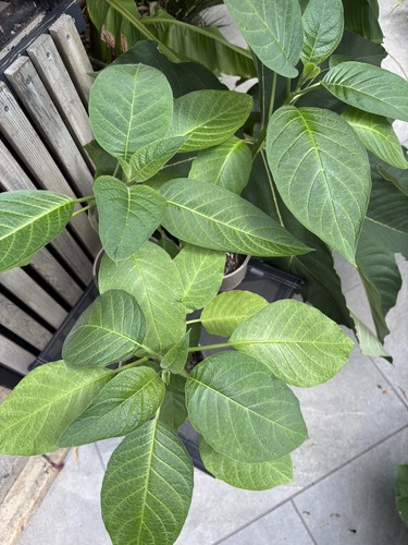 Brugmansia suaveolens pink - suaveolens,