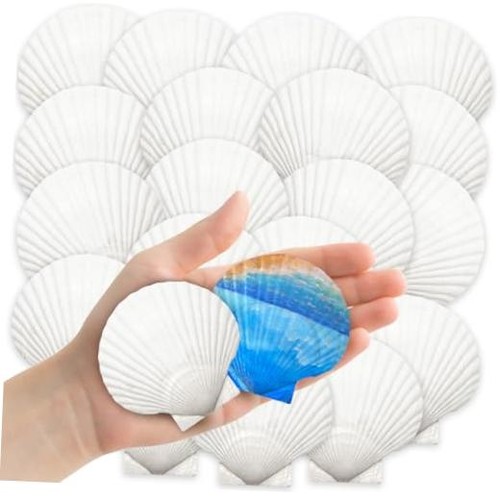 Yujun 32pcs natural scallop - 32pcs,
