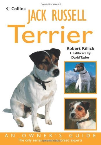 Jack russell terrier - russell, an