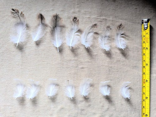Small feathers - 25,