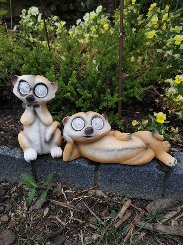 Shudehill pair meerkats lying - meerkats,