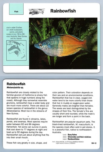 Rainbowfish 104 fish - #104.12,