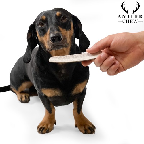Split deer antler dog - deer,