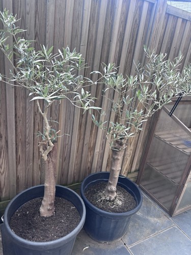 Cheap olive trees - trees, chunky