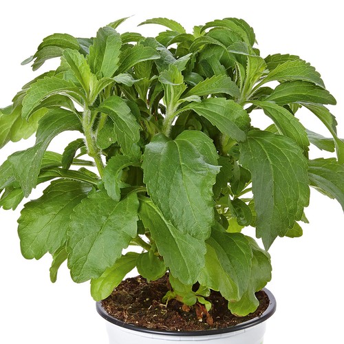 Stevia sweety sweetleaf - stevia,