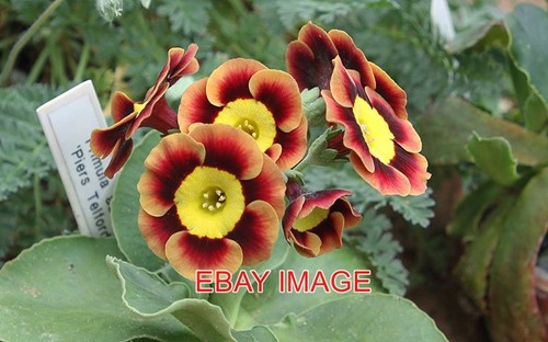 Photo primula auricula piers - photo,