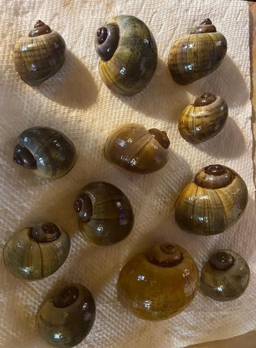 Assorted apple snail shells - snail,