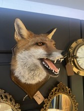 New British Red Fox Taxidermy