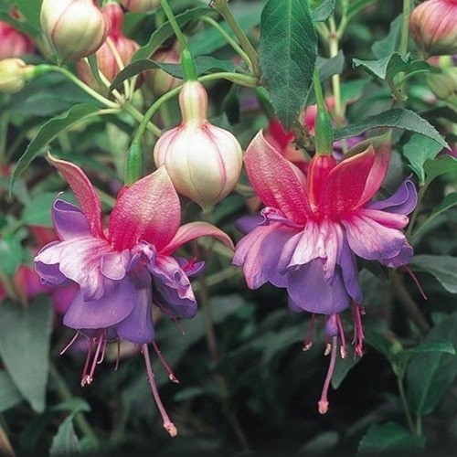 Fuchsia upright bush - fuchsia,