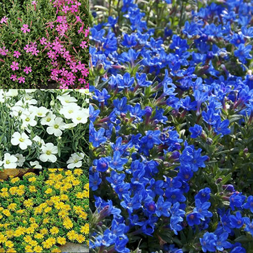 Mixed alpines 6 varieties - alpines,