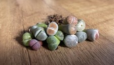 7 x Mixed Lithops 'Living Stones' | Pebble Plant | Succulent Houseplants Mesembs