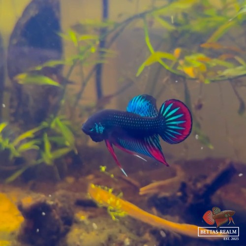Wild betta imbellis - wild,