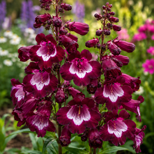 Penstemon - ,