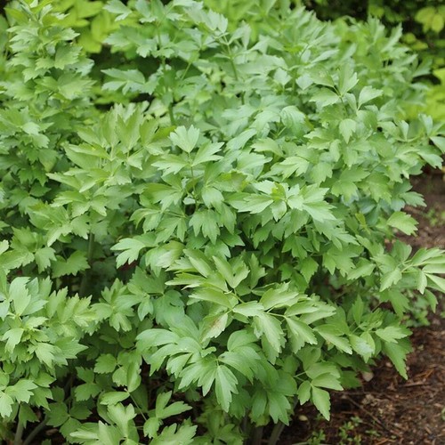 Lovage plug plants hardy - plants,