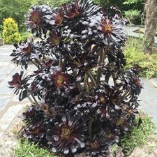 Aeonium arboreum Schwarzkopf |