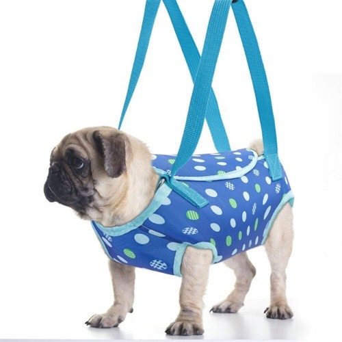 Small dog cat - dog, carrier