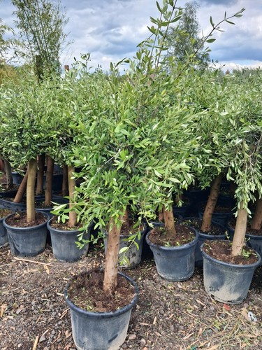 Olive tree standard lollipop - standard,