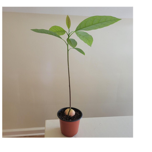 Avocado seedling edible - seedling,