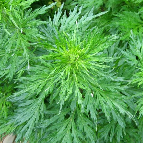 Artemisia vulgare 1000 seeds - -,