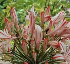 Candy Agapanthus 2 Years Old In 9cm Pot Lily Of The Nile Limited in stock