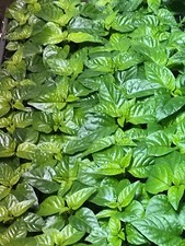 TRINIDAD MORUGA SCORPION LOT