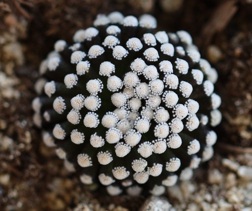Plant one mammillaria - plant,