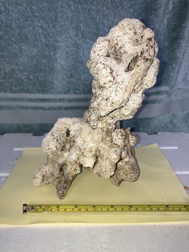 Cb7 tonga branch dry - dry, live