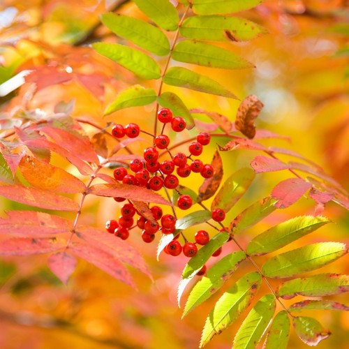 Rowan trees sorbus aucuparia - rowan,