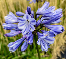 New Agapanthus Suzan plant good garden perennial plant